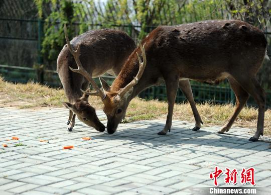劉公島為臺贈大陸動物“選美”慶祝入住三周年