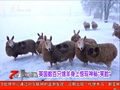 英國數百只綿羊身上驚現神秘“笑臉”