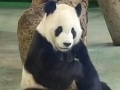 臺北動物園：“圓圓”所產幼崽未來留在臺灣