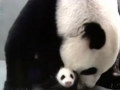 “圓仔”首次接受媽媽哺乳