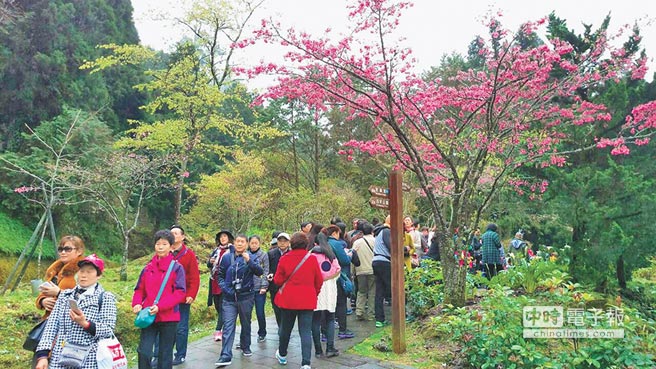 阿里山花季，12、13日有2.5萬名賞花客，其中逾萬人是大陸團客