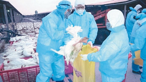 臺灣首例新型H5N2禽流感彰化土雞確認感染(圖)