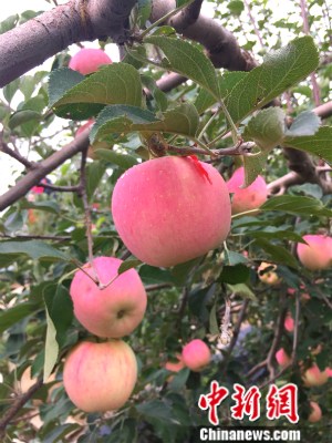 靜寧縣果園內的蘋果。中新網 種卿 攝