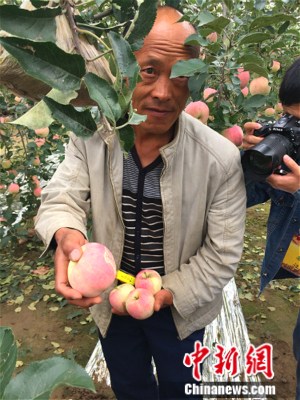 果農楊道道向記者展示印有祝福文字的蘋果。中新網 種卿 攝