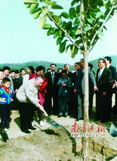 鄧小平在深圳仙湖植物園種下一棵四季常青的高山榕。